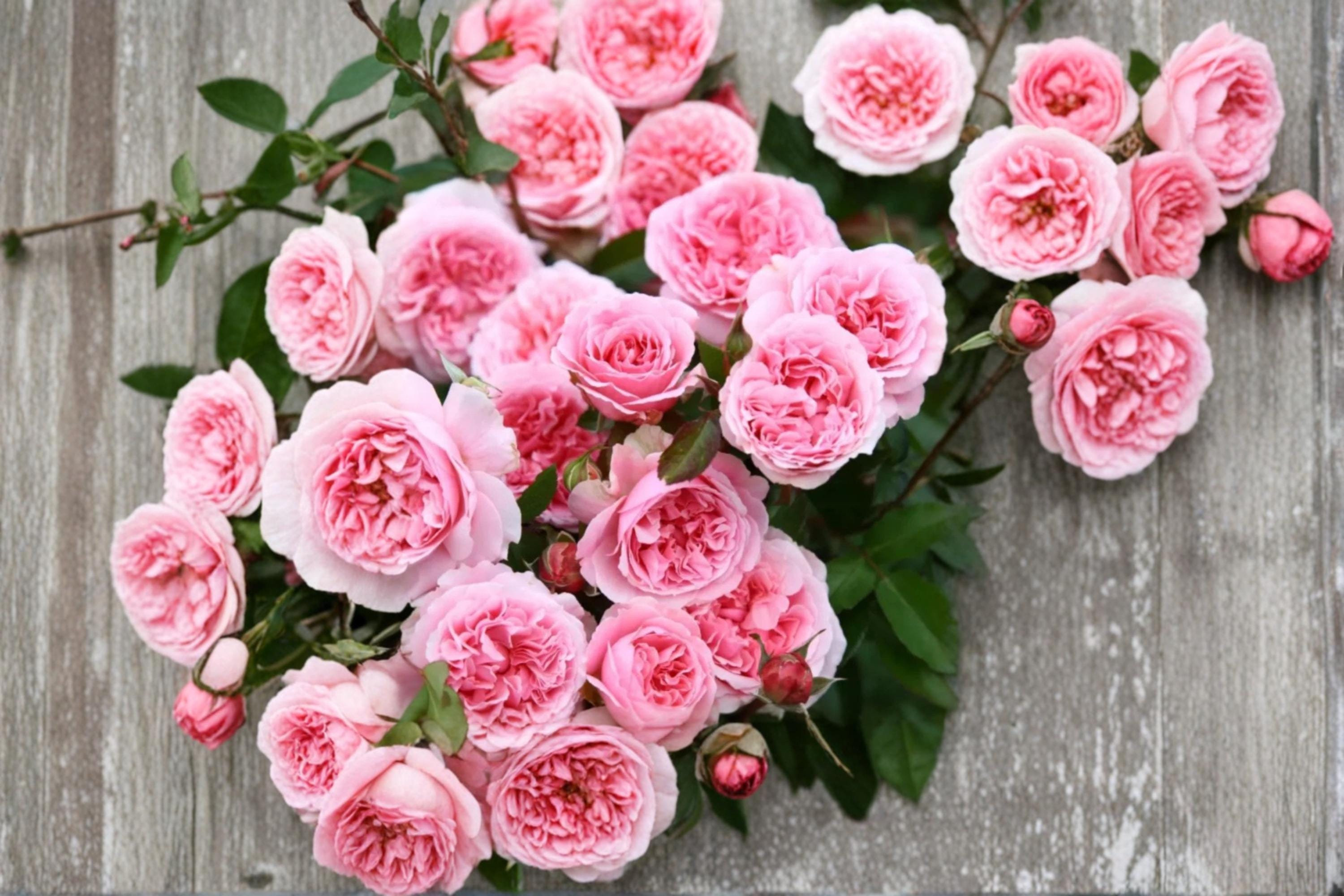 Miranda Rose 8 Seeds (Rosa) Flowering Rose Plant