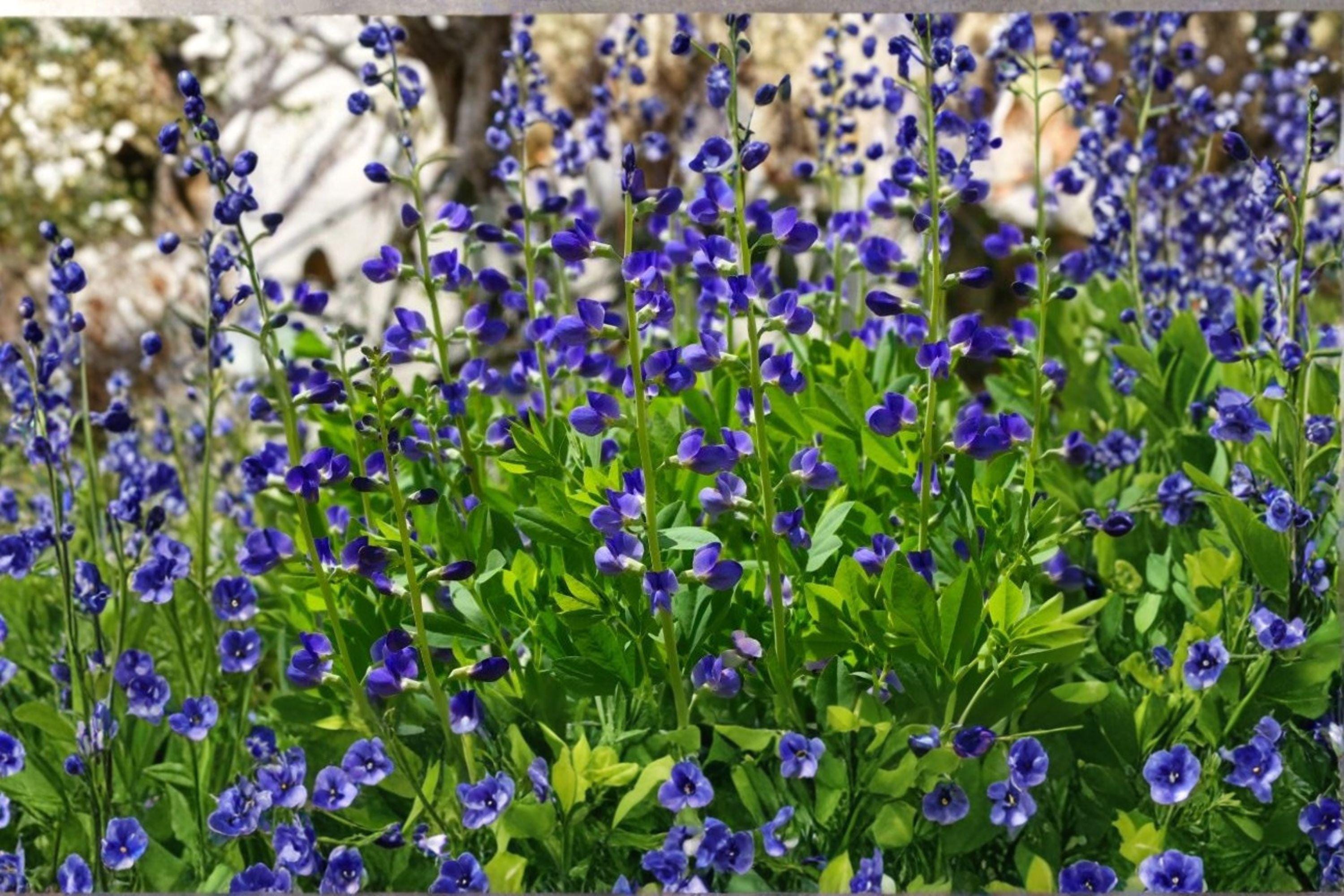 Blue Wild Indigo – Baptisia australis Seeds | 15 Seeds | Native Perennial Wildflower | Flowering Plant