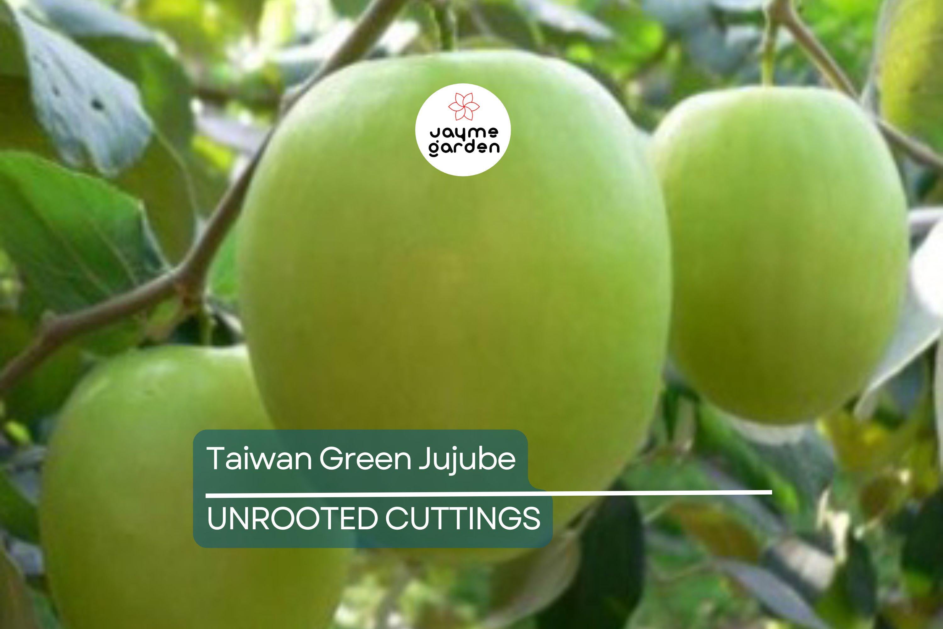 Taiwan Green Jujube – 4 Unroot Cuttings, 10" Long, Juicy Sweet Fruit 19 Brix, Large Harvest Tree