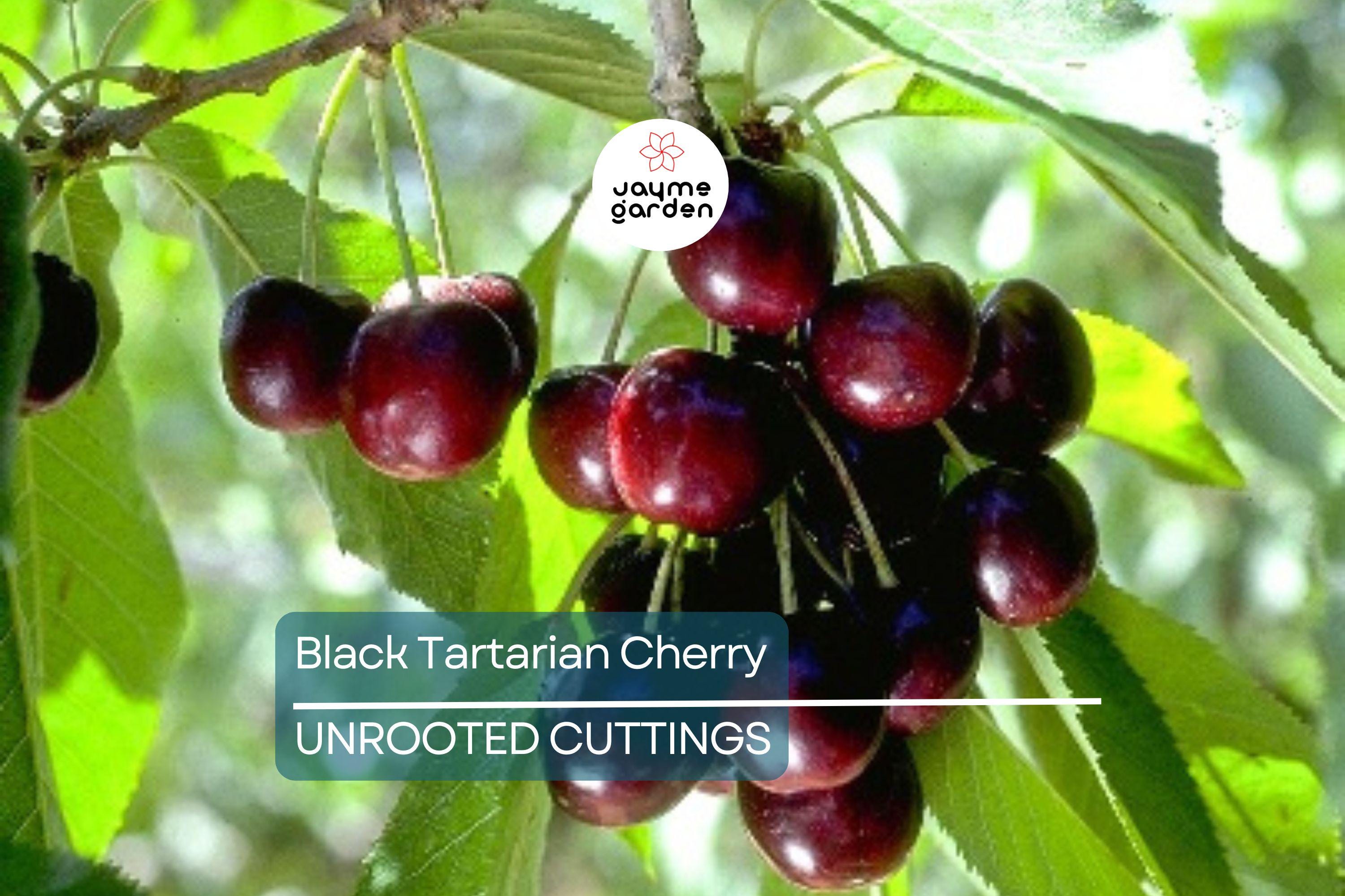 6 Black Tartarian Cherry Scions for Grafting | Sweet, Berry-Like Fruit | Early Bloomer | Fresh Cuttings