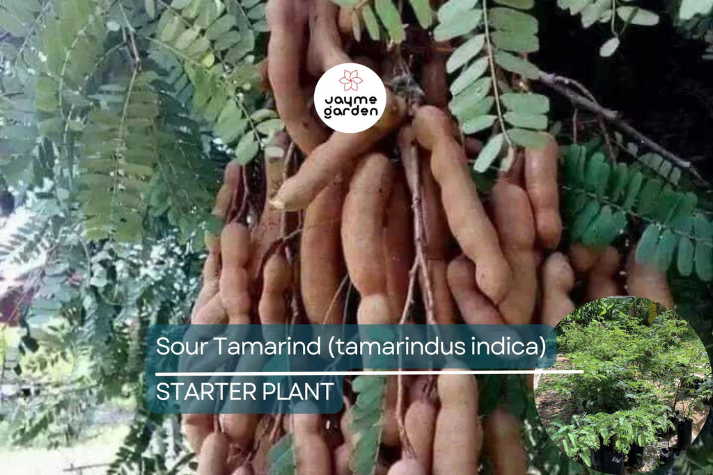 1 Sour Tamarind Tree Live Tamarindus Indica Starter Plant 1-2 ft | Tangy Tropical Fruit | Hardy, Drought-Tolerant | Easy to Grow