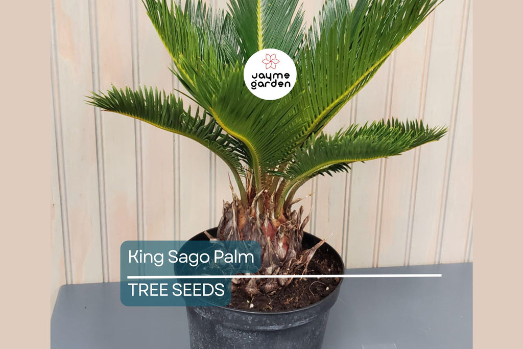 5 King Sago Palm Seeds (Cycas Revoluta) - Hardy Tropical Cycad, Slow-Growing Palm, 10-15 Ft Mature Height
