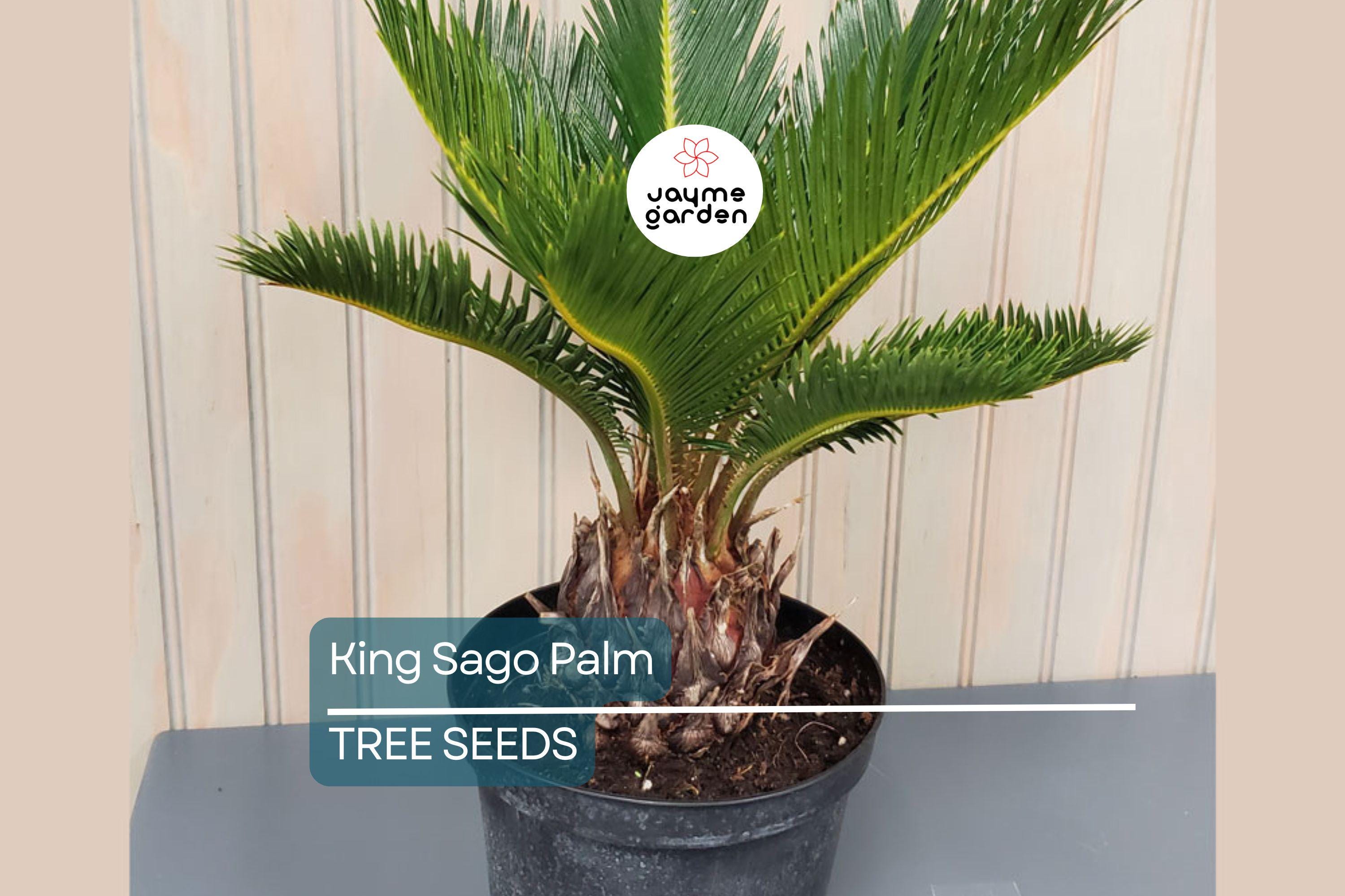 5 King Sago Palm Seeds (Cycas Revoluta) - Hardy Tropical Cycad, Slow-Growing Palm, 10-15 Ft Mature Height