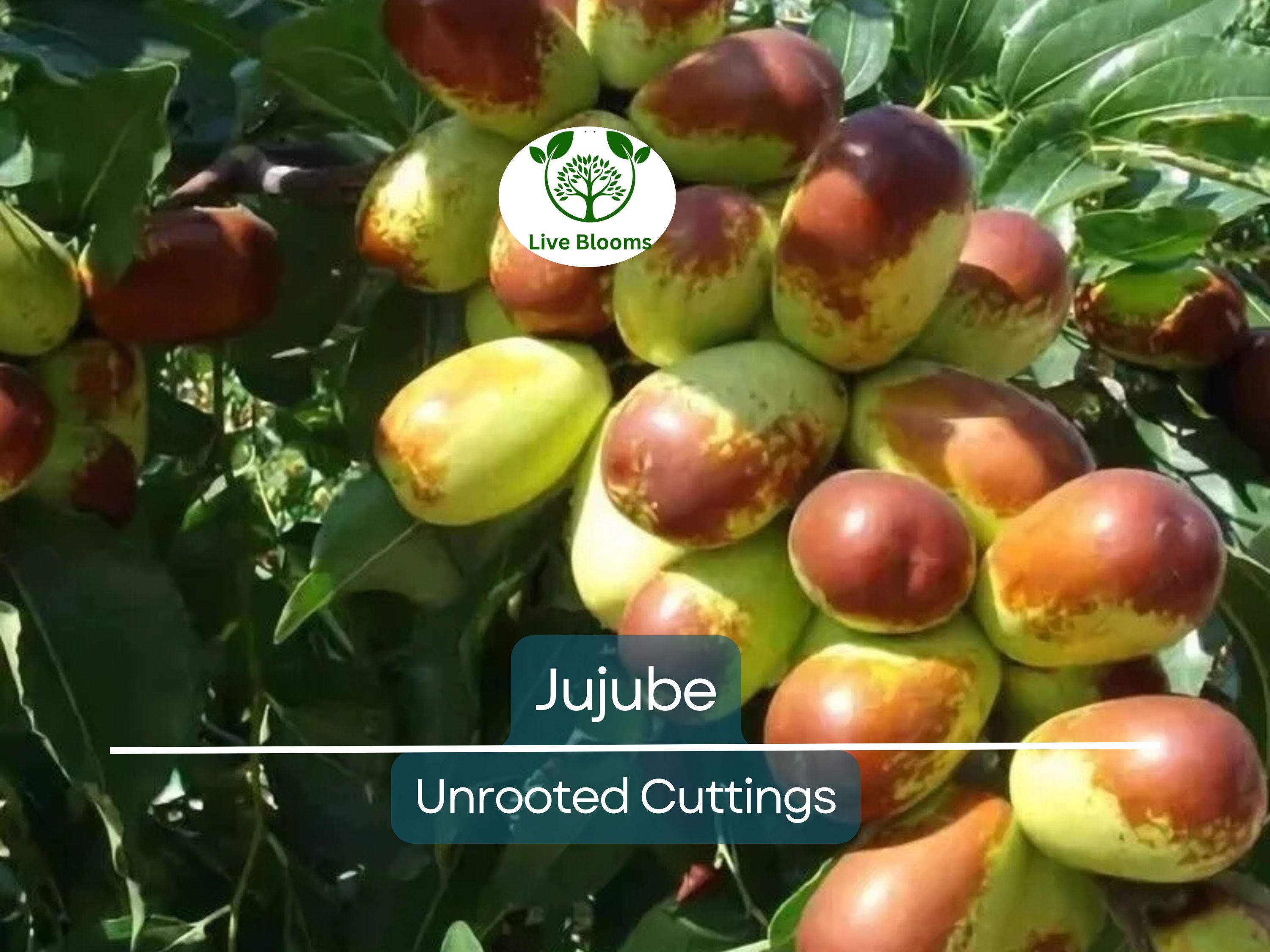 5pcs Jujube Unrooted Cuttings (Ziziphus jujuba), Edible Fruit Tree, Grow Your Own Sweet Dates, Perfect for Garden & Orchard Planting