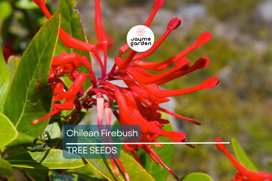 10 Chilean Firebush Tree Seeds (Embothrium coccineum) – Rare Scarlet Flame Red Tubular Flower, Hummingbird Magnet, Ornamental