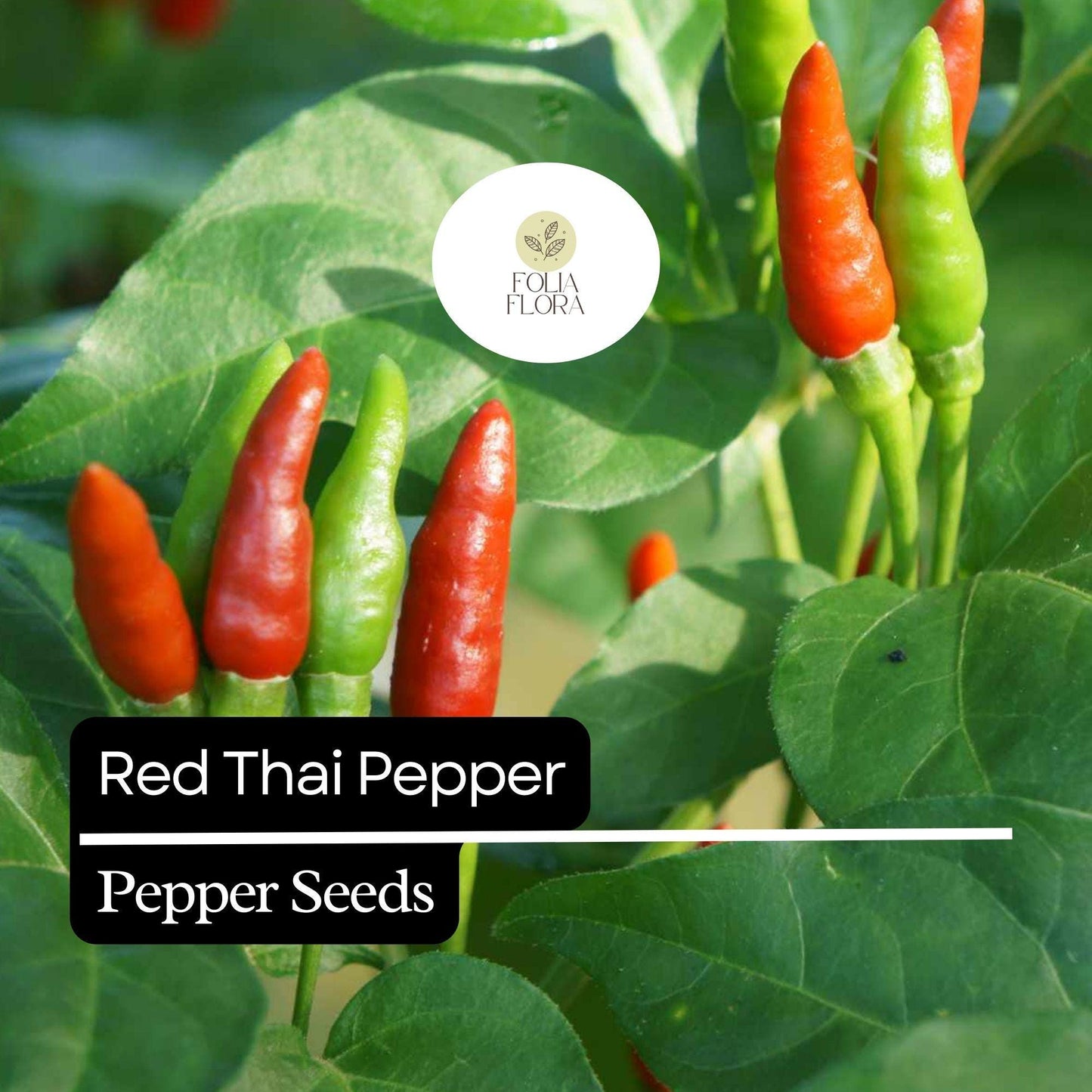 20 Red Thai Pepper Seeds – Hot & Spicy, Heirloom, Non-GMO, High-Yield Chili Peppers