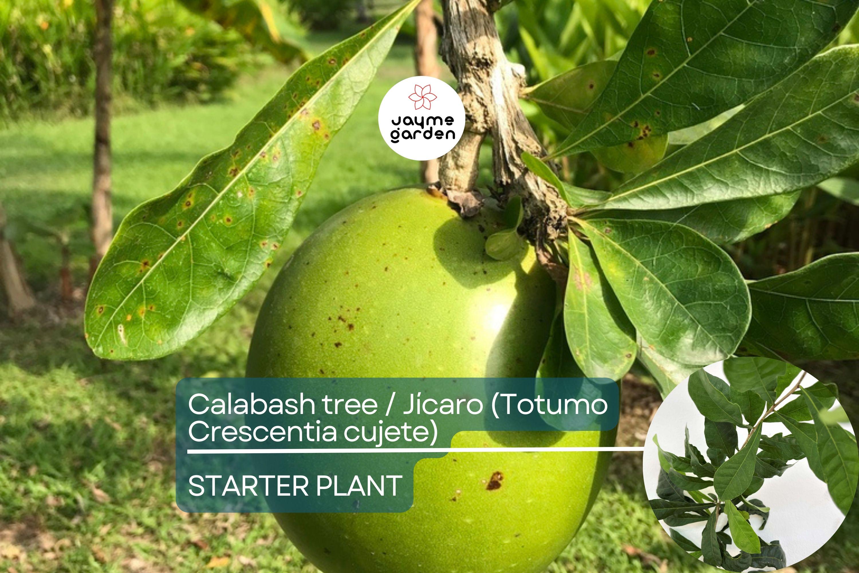 Totumo Crescentia Cujete (Calabash Tree) Tropical Live Tree 8”-12” – Grow Your Own Gourd Tree for Art, Crafts & Shade!