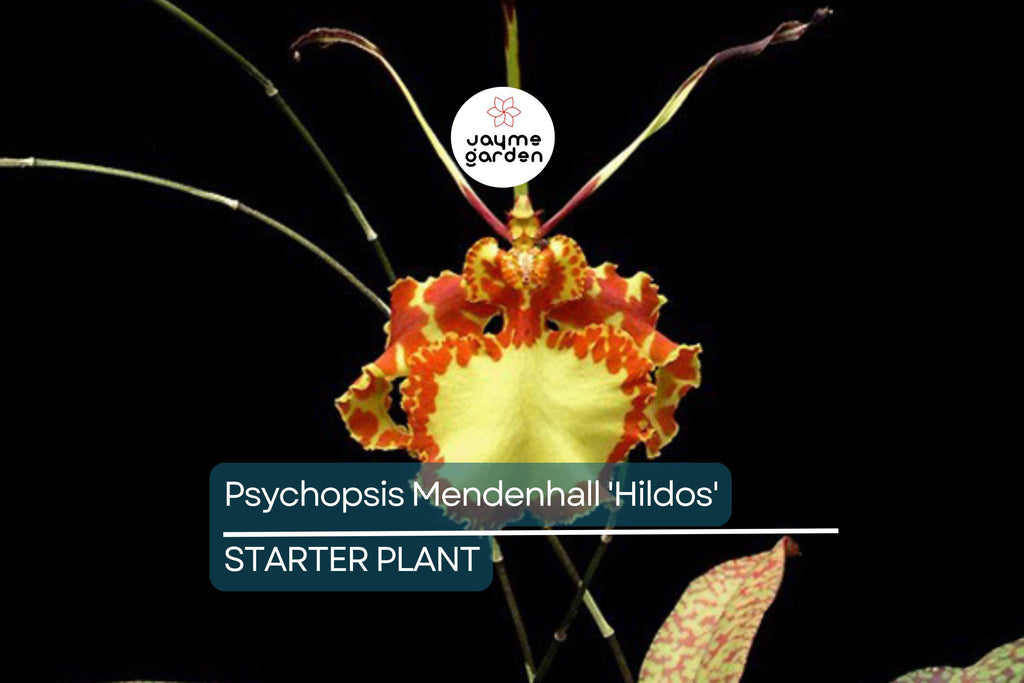 Psychopsis Mendenhall 'Hildos' FCC/AOS Orchid | Red/Yellow Cattleya | 2" Pot Live Orchid | Tropical Indoor/Outdoor Plant