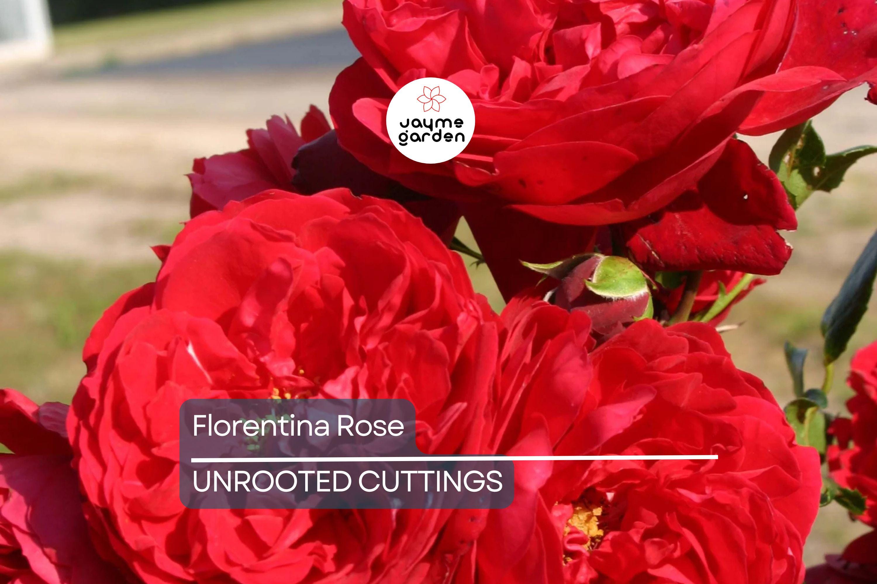 Super Rare Florentina Rose - 3 Fresh Cuttings for Rooting or Grafting - Climbing Rose Variety