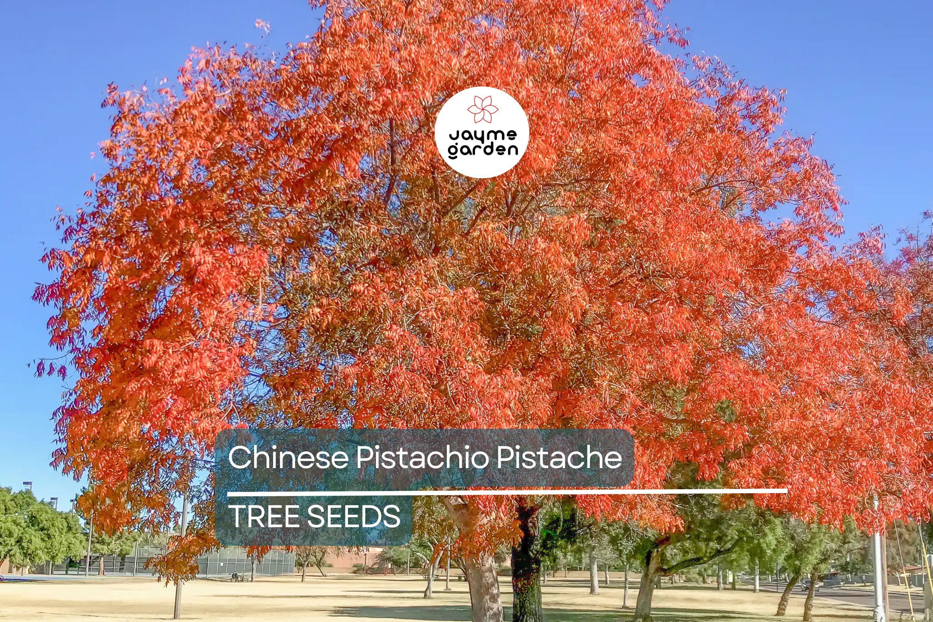 10 Chinese Pistachio Tree Seeds (Pistacia chinensis) – Hardy Ornamental, Fast Fall Color, 35' Tall