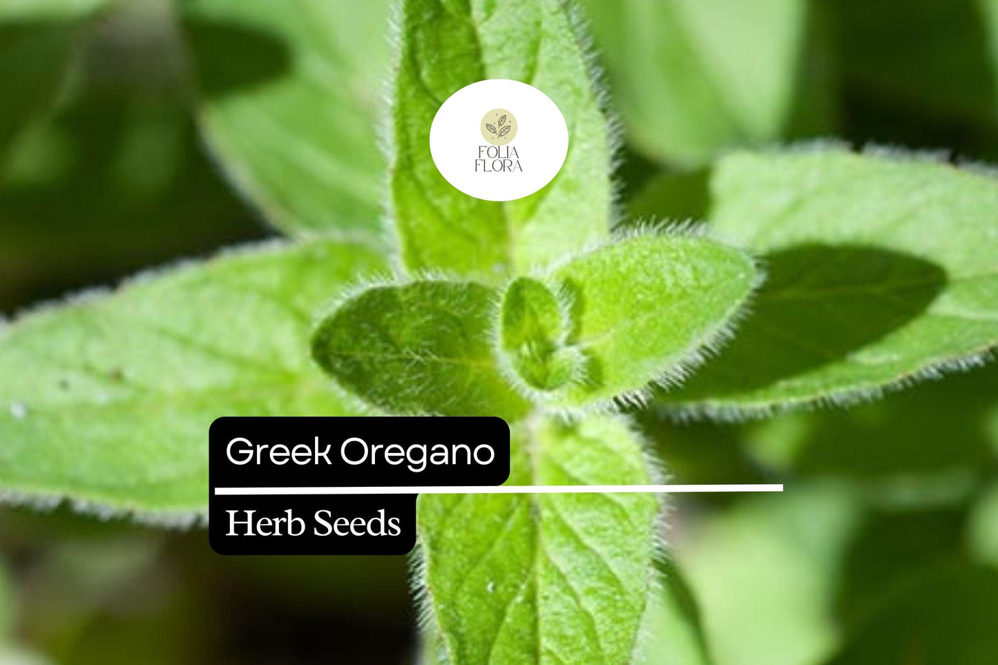 2000 Seeds Greek Oregano (Origanum vulgare subsp. hirtum) – Aromatic Culinary Herb for Gardens and Pots