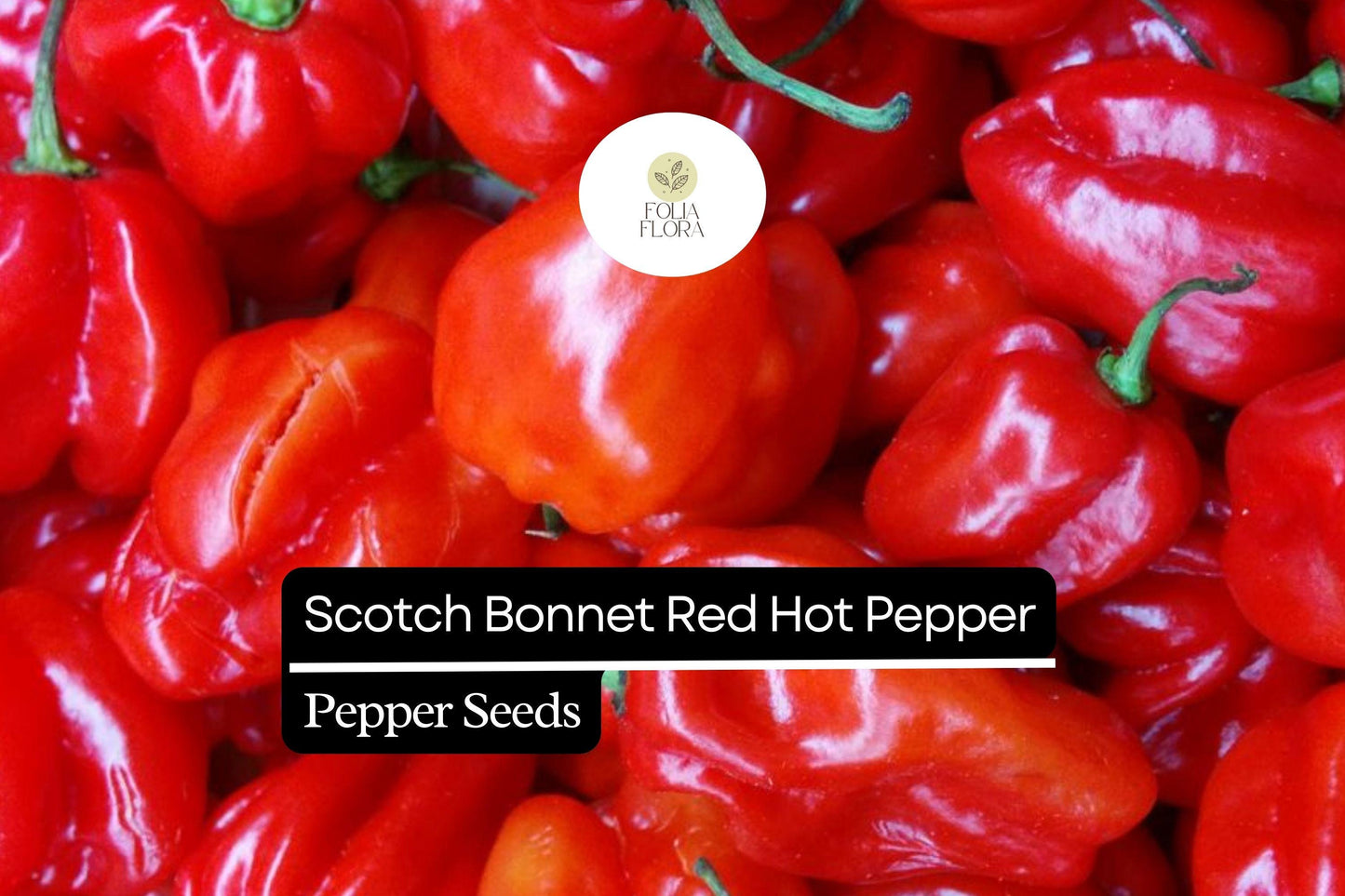 20 Seeds Red Scotch Bonnet Pepper – Capsicum chinense, Spicy Caribbean Chili