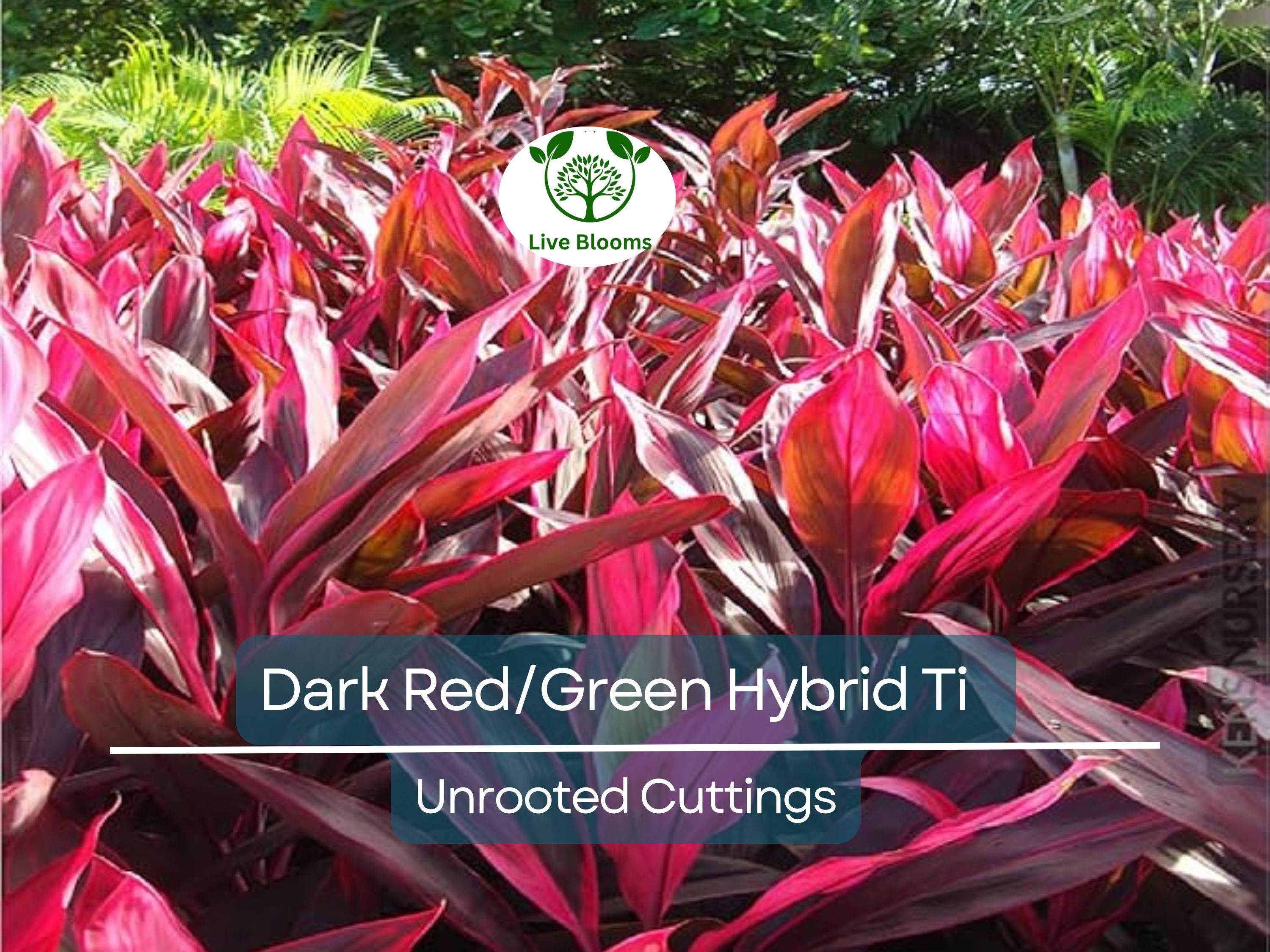 3 Hawaiian Dark Red/Green Hybrid Ti Leaf Fresh Cuttings 6" Starter Logs - Cordyline Fruticosa, Tropical Plant