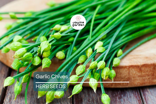 400 Garlic Chives Seeds – Non-GMO, Perennial Herb, Culinary & Ornamental | USA Seller, Free Shipping