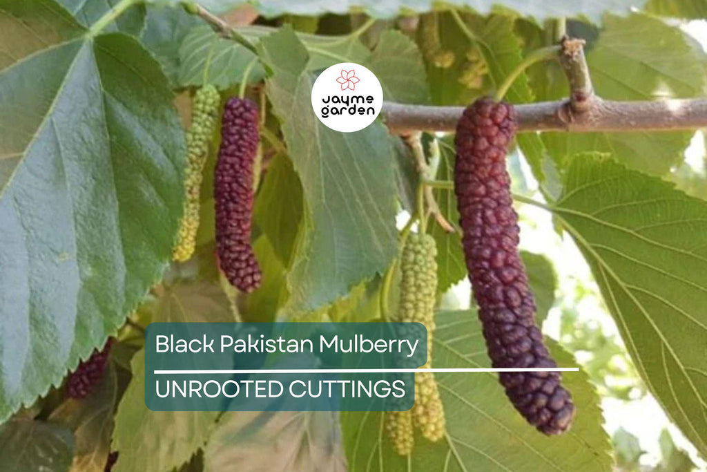 10 Red Sweet/Black Pakistan Mulberry Tree Cuttings | Unrooted Scions for Grafting or Rooting | Sweet Large Fruits | Prolific & Easy to Grow