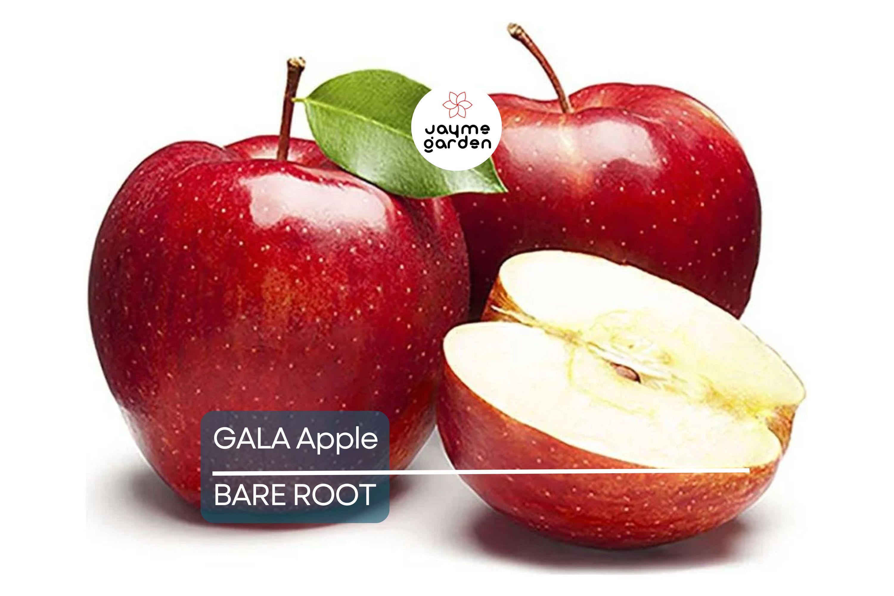 Live Gala Apple Tree 2-3ft Tall, Bare Root, Spring Ready, Hardy Zones 5-8, Perfect for Orchard or Garden