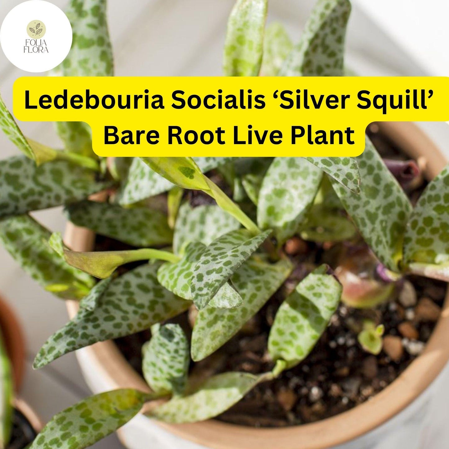 Ledebouria socialis ‘Silver Squill’ | 1 Bare Root Variegated Succulent Plant | Silver-Spotted Leaves, Drought-Tolerant