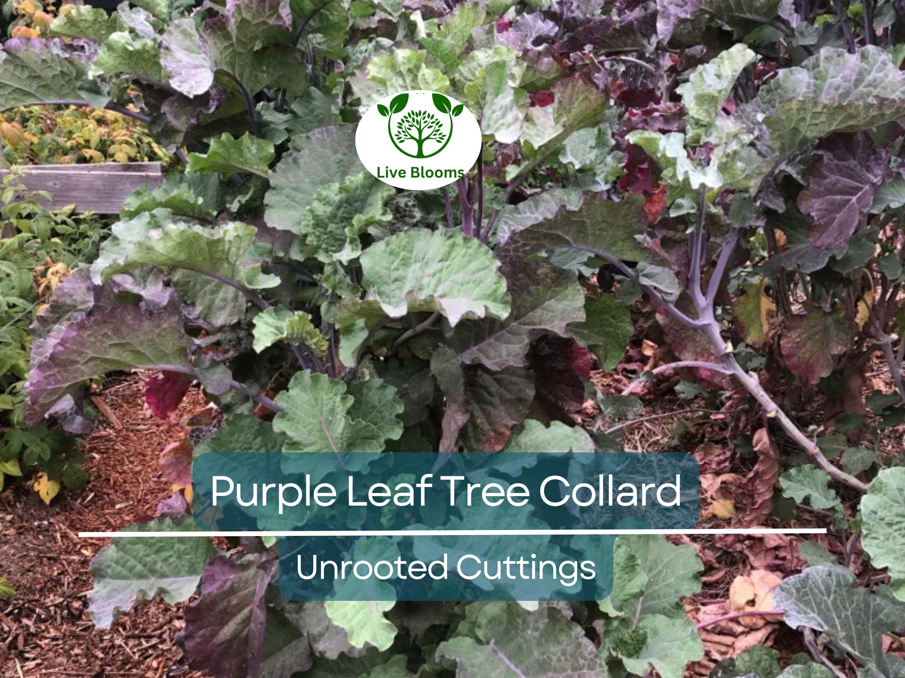 1 Purple Leaf Tree Collard Unrooted Cutting 6-8" | Brassica oleracea, Edible Plant, Healthy Stalk with 4 Leaf Nodes