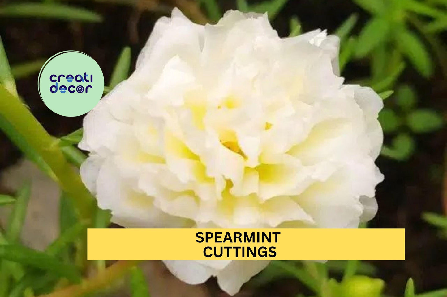 New! 8 Spearmint Portulaca Cuttings | Moss Rose | Portulaca grandiflora | Unrooted Flowering Succulent | Unique Bloom Color