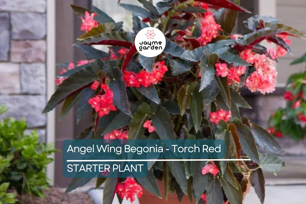 Angel Wing Begonia - Torch Red | Tropical Houseplant in 4" Pot | Vibrant Indoor Plant | Easy Care Live Plant for Home or Office