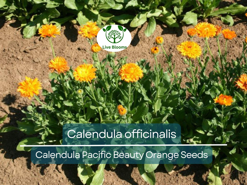 100 Seeds Calendula Pacific Beauty Orange (Calendula officinalis) - Bright Orange Flowers for Planting, Garden, Pollinator-Friendly, Herb