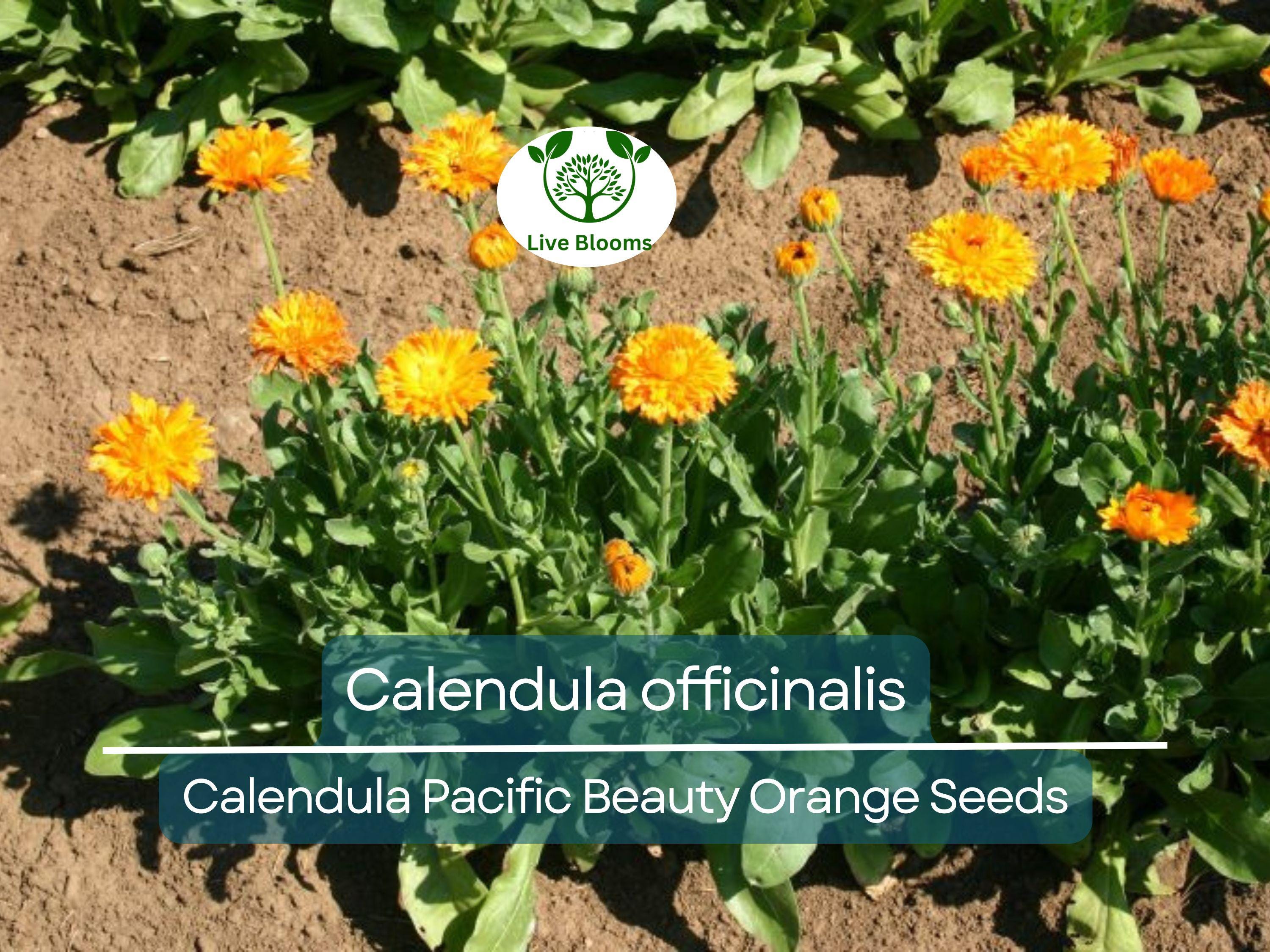 100 Seeds Calendula Pacific Beauty Orange (Calendula officinalis) - Bright Orange Flowers for Planting, Garden, Pollinator-Friendly, Herb