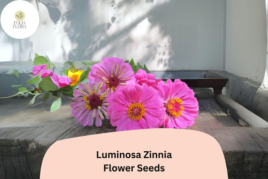 100+ Luminosa Zinnia Seeds – Bright Pink Blooms for Garden Planting, Borders & Cut Flower Arrangements