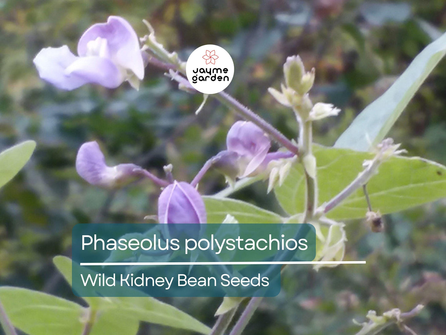 5 Seeds Phaseolus Polystachios | Wild Kidney Bean for Planting | Edible Native Perennial Climbing Vine Drought-Tolerant Pollinator-Friendly