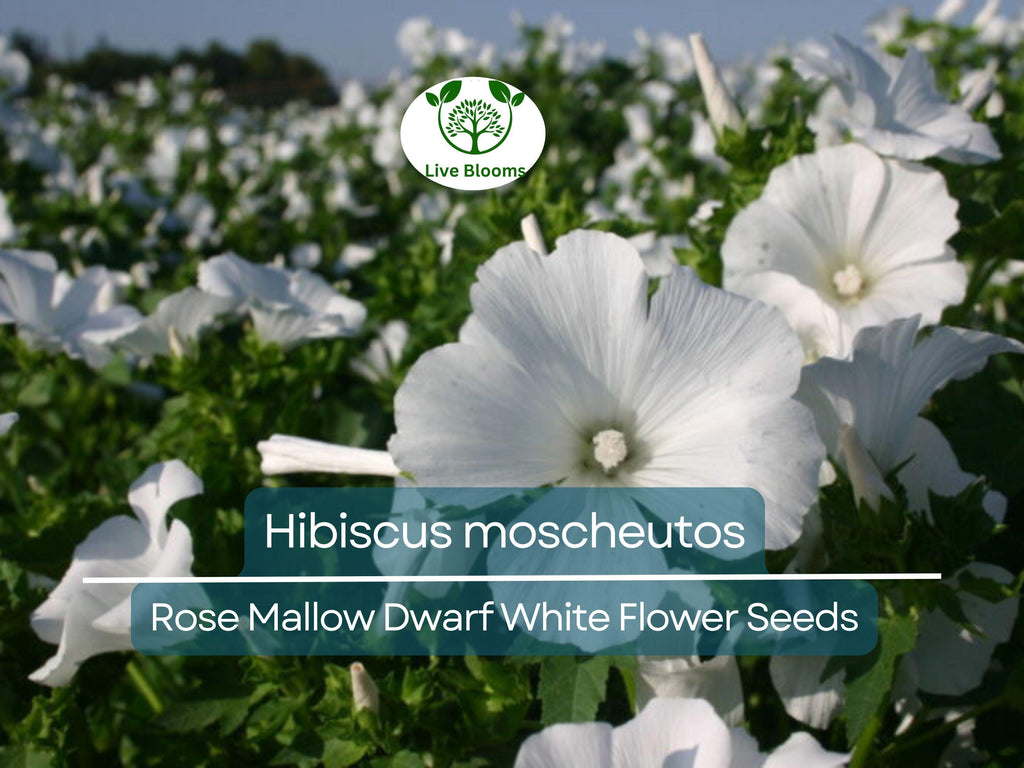 40 Seeds Rose Mallow Dwarf White (Hibiscus moscheutos) - Hardy Perennial, Compact Flowering Plant, Ideal for Gardens, Attracts Pollinators