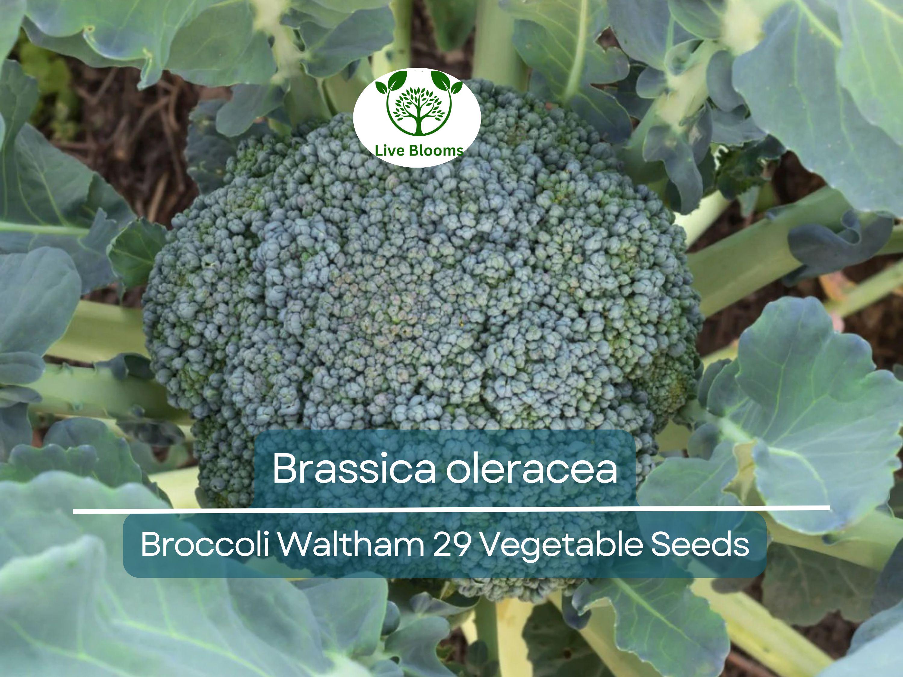 300 Seeds Broccoli Waltham 29 - Brassica oleracea | Heirloom Broccoli Seeds for Planting, Gardening & Delicious Harvests