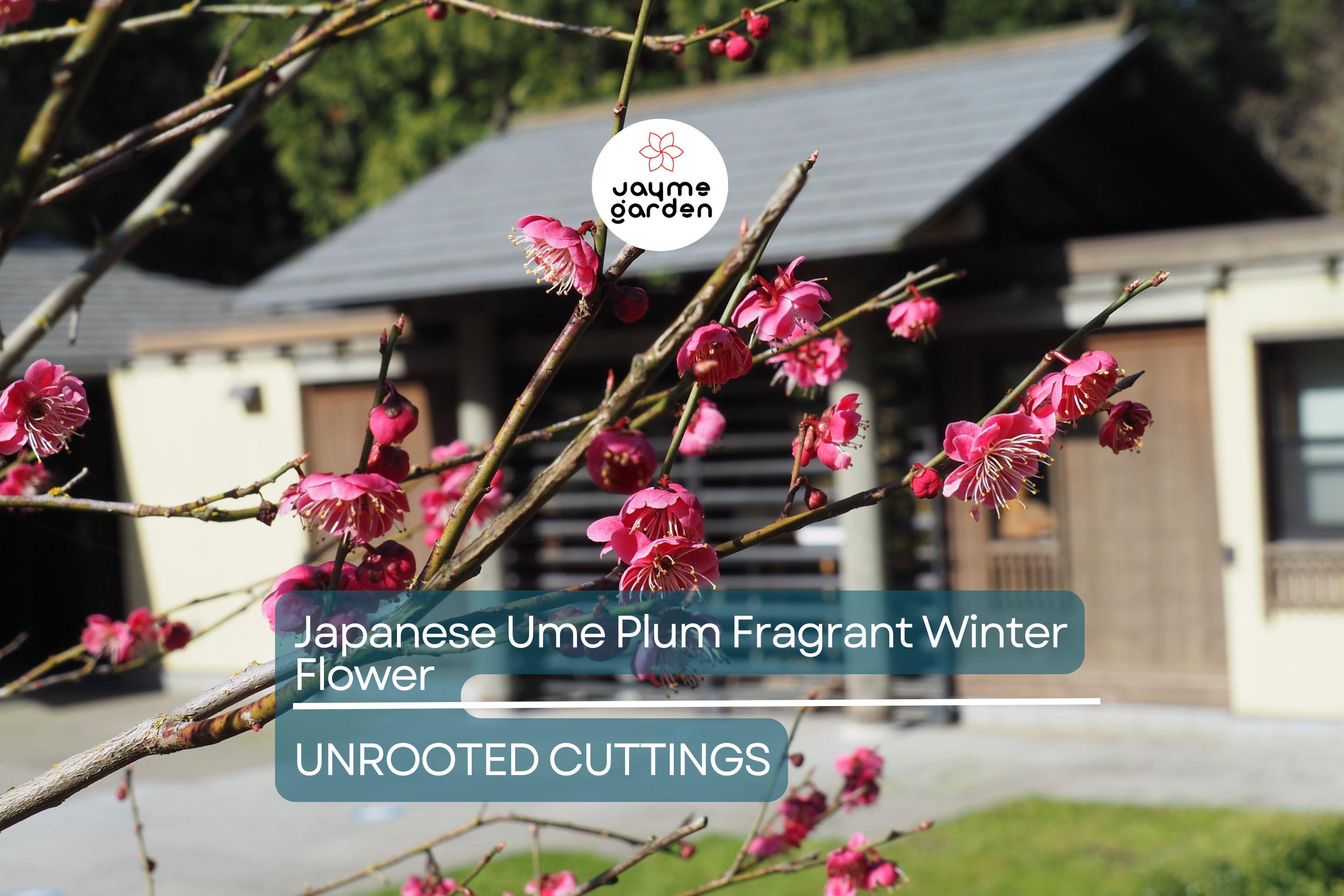 Japanese Ume Plum – 4 Cuttings, Fragrant Winter Flowers & Edible Fruits, Umeboshi and Umeshu  Can't ship to Ca, Fl, Hi, Az