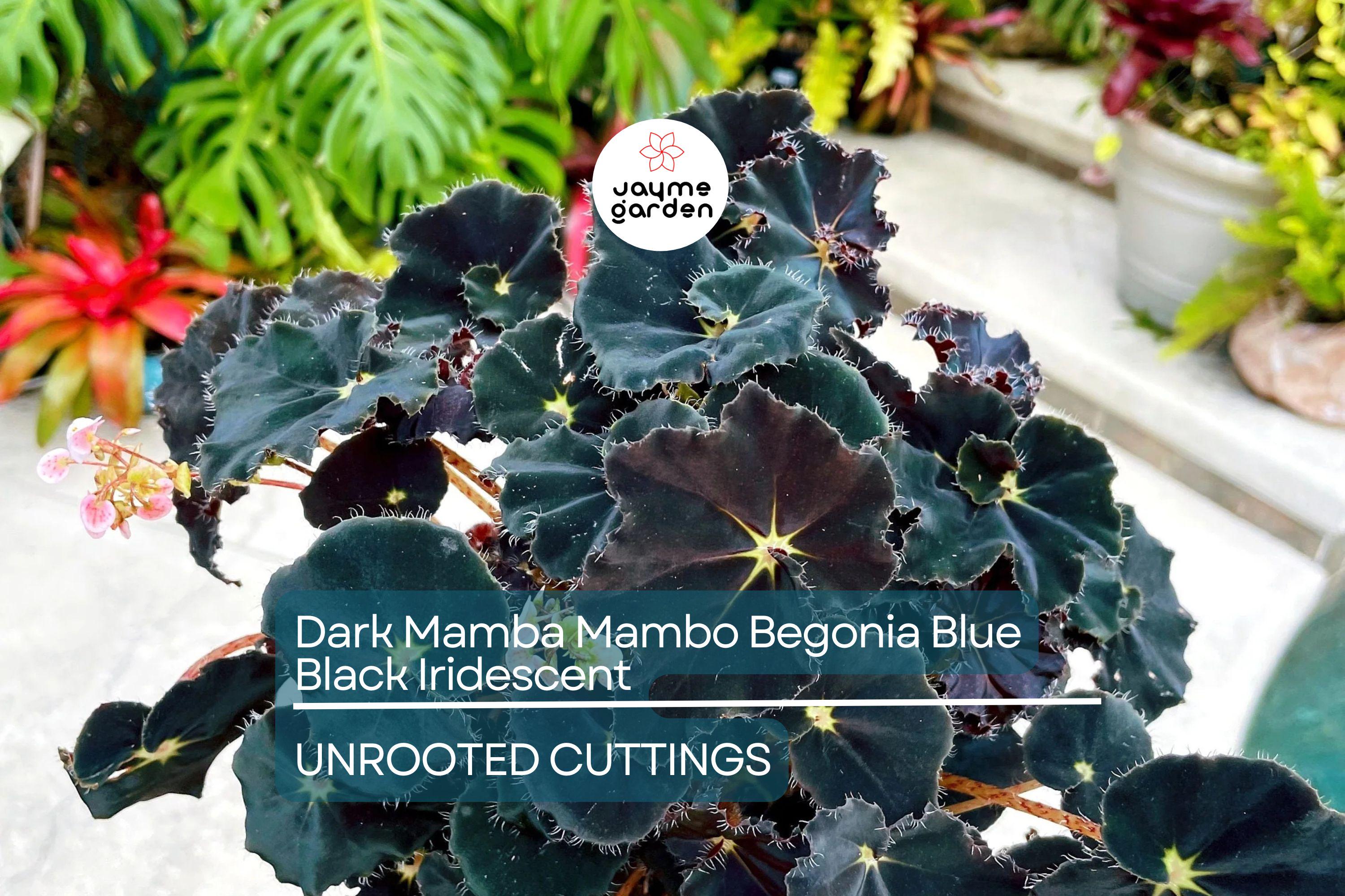 4" Black Mamba Mambo Begonia | Iridescent Blue Back Glow | Rare Live Plant | Grower’s Choice | Exotic Foliage |