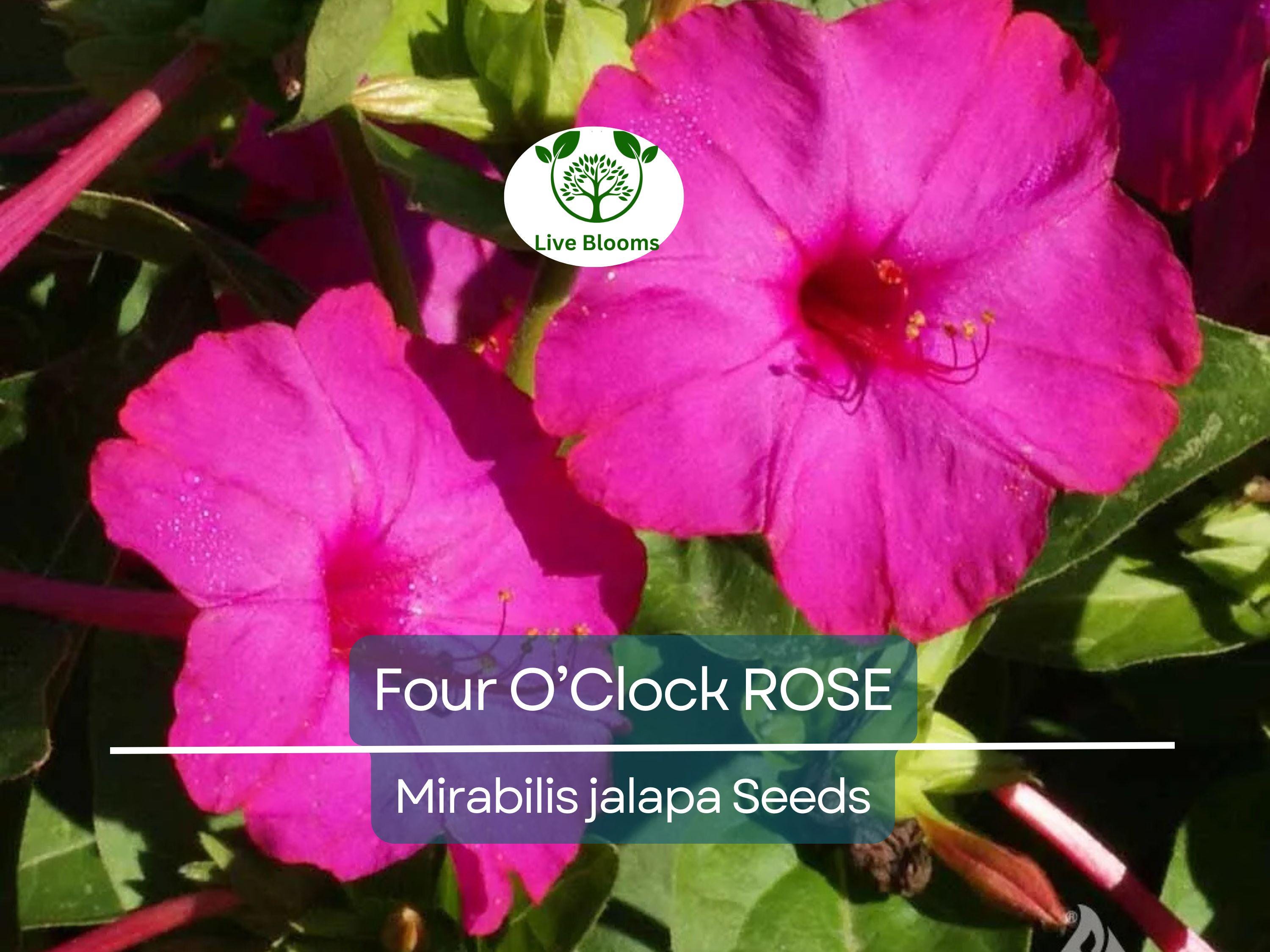25 Four O’Clock Rose Seeds – Mirabilis Jalapa | Perennial Non-GMO Flowers | Hummingbird Magnet | Fragrant Pink Blooms