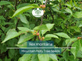 500 mg Seeds Ilex Montana - Mountain Holly for Planting | Native Shrub for Gardens, Wildlife, and Landscaping