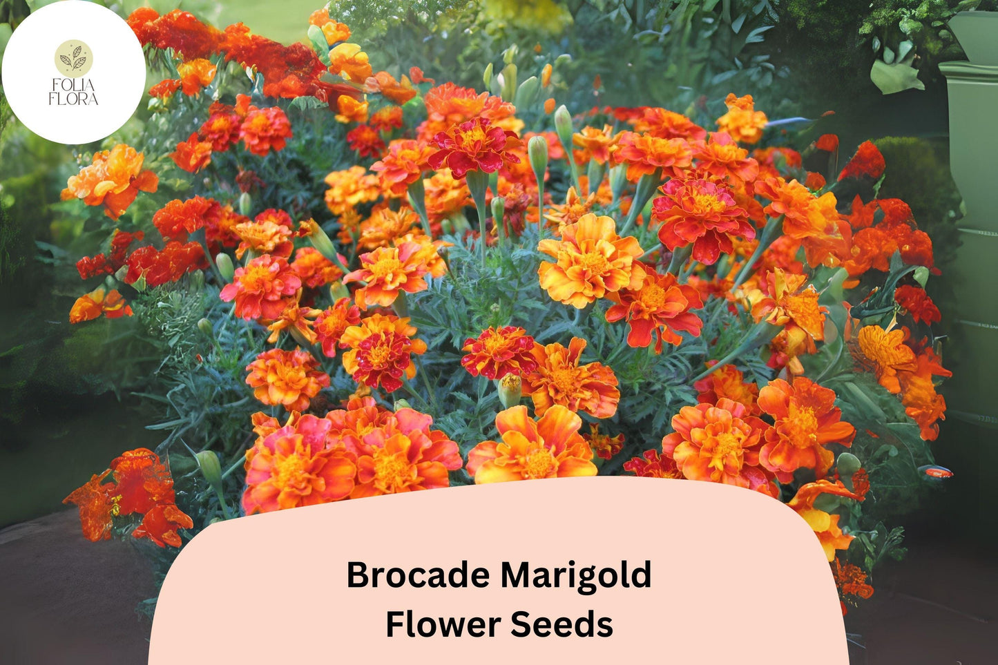 25+ Brocade Marigold Seeds | French Marigold Mix | Red & Gold Blooms | Easy Annual Flower Seeds for Garden Planting