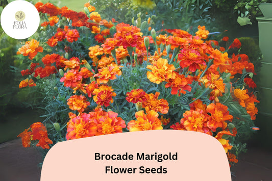 25+ Brocade Marigold Seeds | French Marigold Mix | Red & Gold Blooms | Easy Annual Flower Seeds for Garden Planting