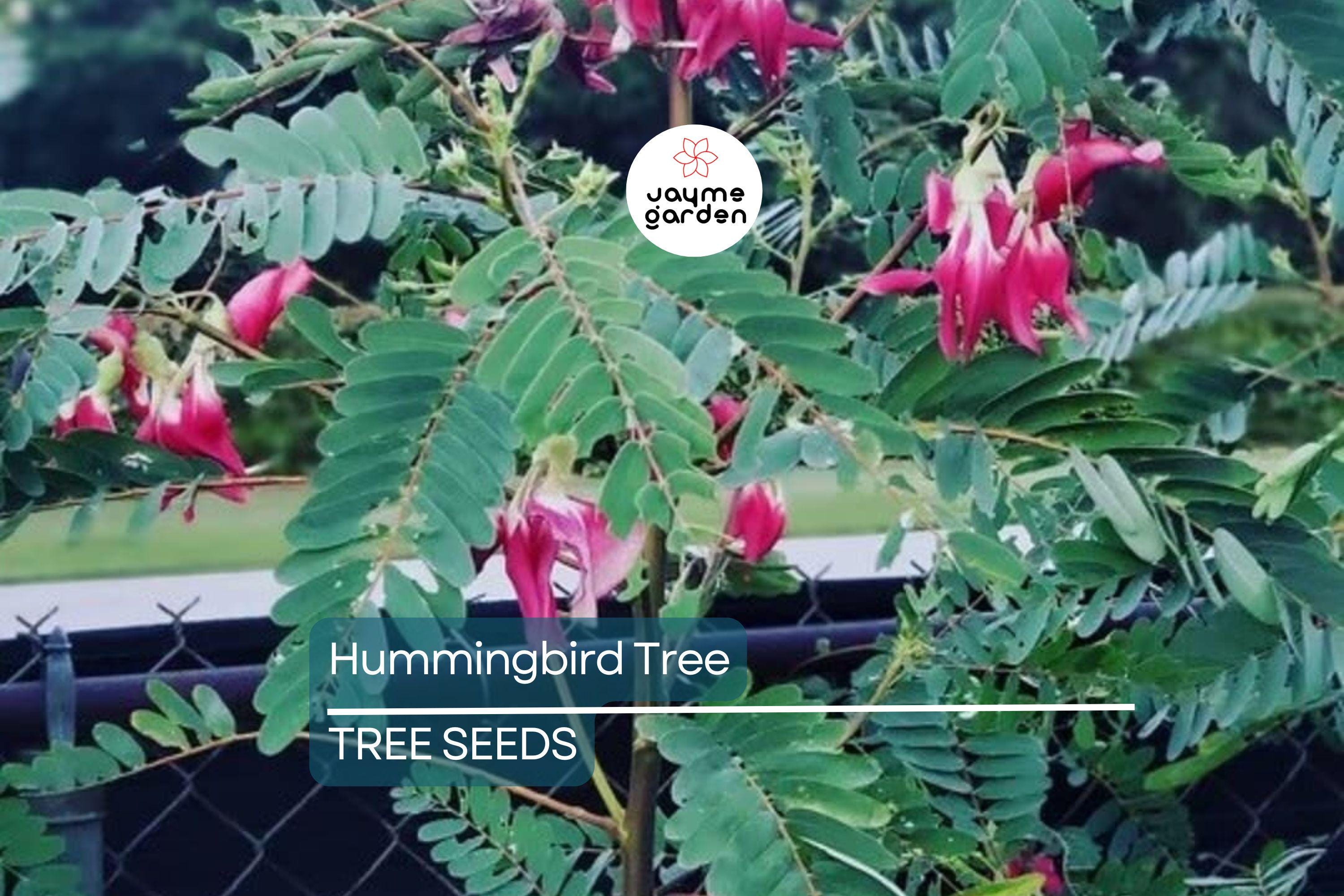20 Hummingbird Tree Seeds (Sesbania grandiflora) "Agati" – Tropical 50 Ft Tree, Fast Growing & Rare Flowering Plant