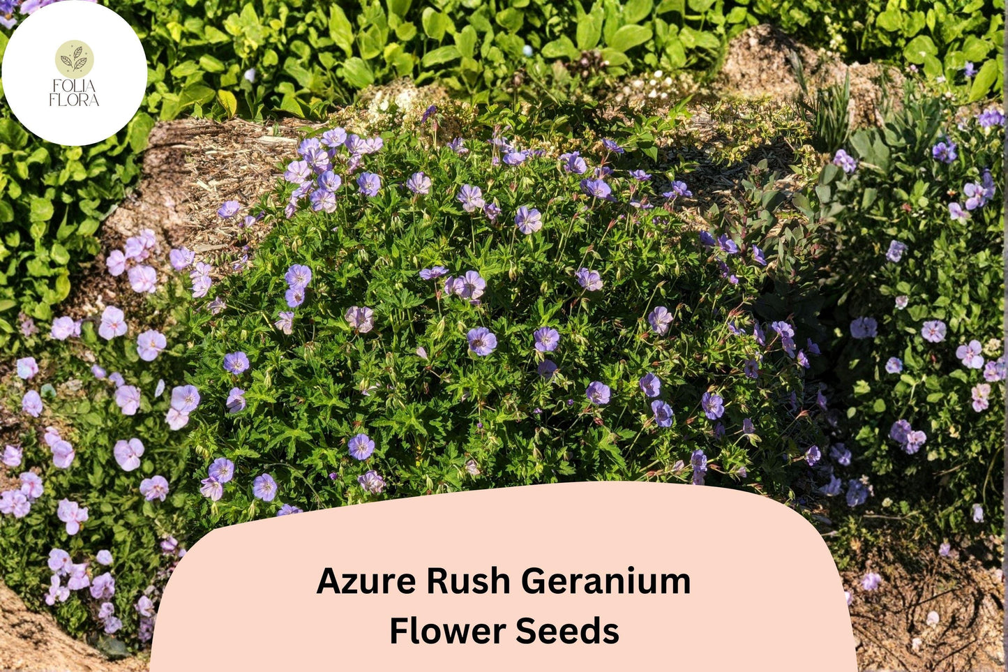 25+ Azure Rush Geranium Seeds: Hardy Perennial Garden Plant, Blue-Purple Blooms, Easy to Grow, Ideal for Pots & Borders