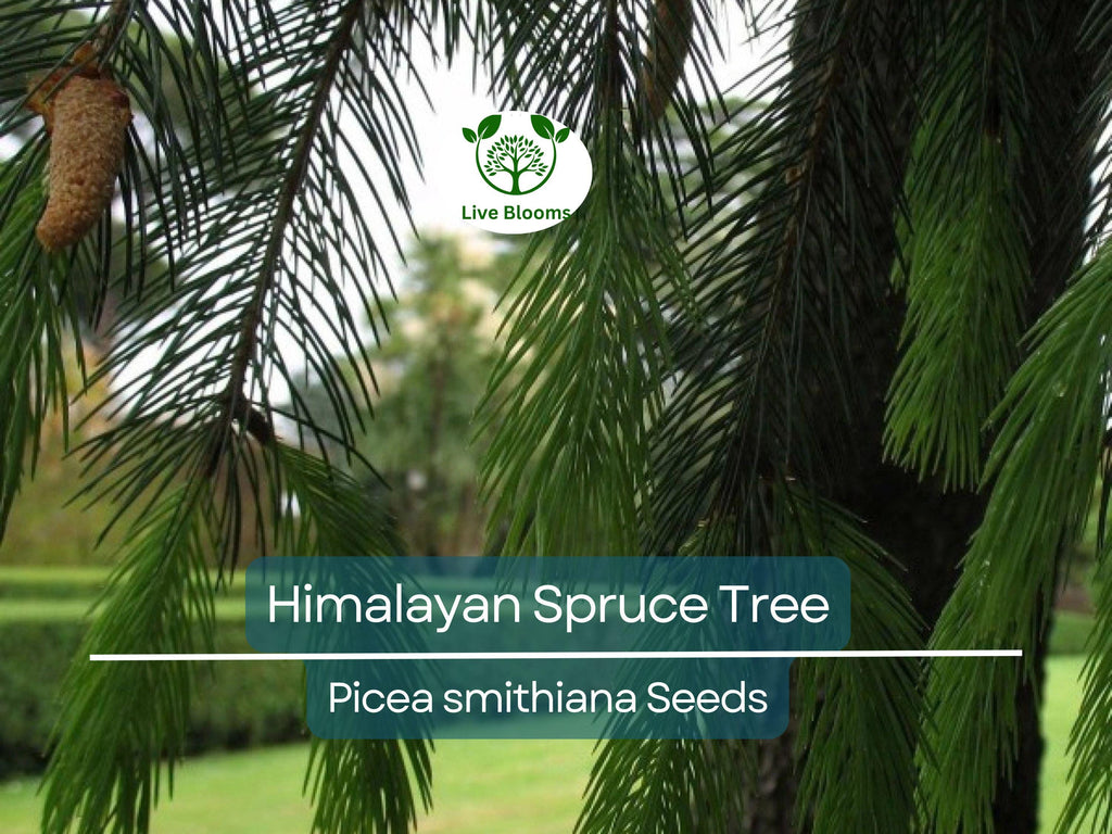 20 Himalayan Spruce Tree Seeds | Picea smithiana | Giant Tall Conifer | Morinda | Fast-Growing Evergreen Tree | Hardy, Large Tree for Garden