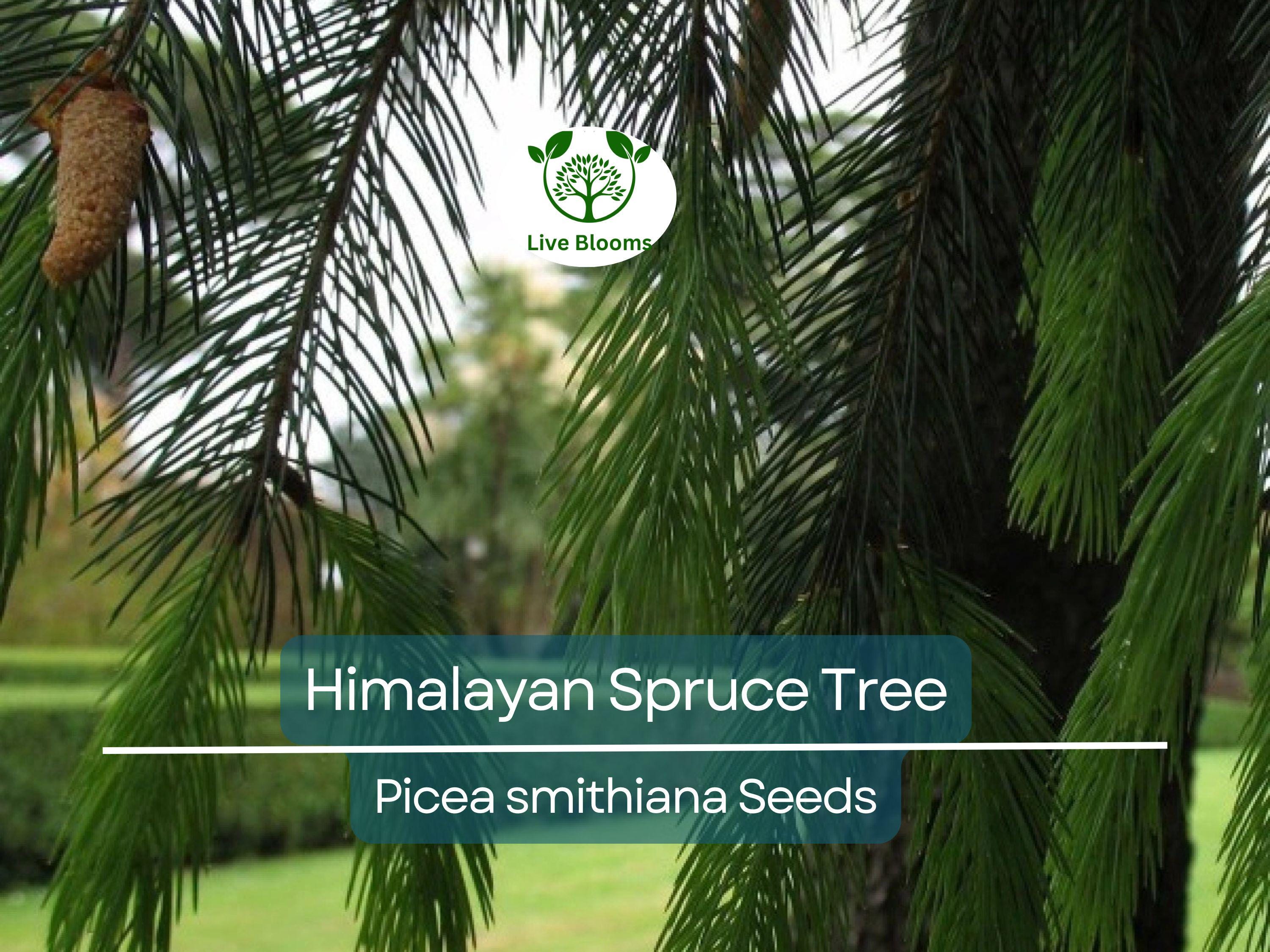 20 Himalayan Spruce Tree Seeds | Picea smithiana | Giant Tall Conifer | Morinda | Fast-Growing Evergreen Tree | Hardy, Large Tree for Garden