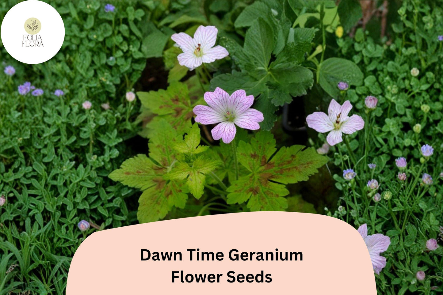 25+ Dawn Time Geranium Seeds | Pink-Purple Hardy Cranesbill | Long Blooming Perennial Ground Cover for Garden