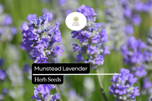 100 Seeds Munstead Lavender (Lavandula angustifolia) – Fragrant, Hardy English Lavender