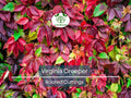 Virginia Creeper Perennial Rooted Cuttings 5"-8" - Parthenocissus quinquefolia, Hardy Vine, Fast-Growing, Ground Cover, Outdoor Garden Plant