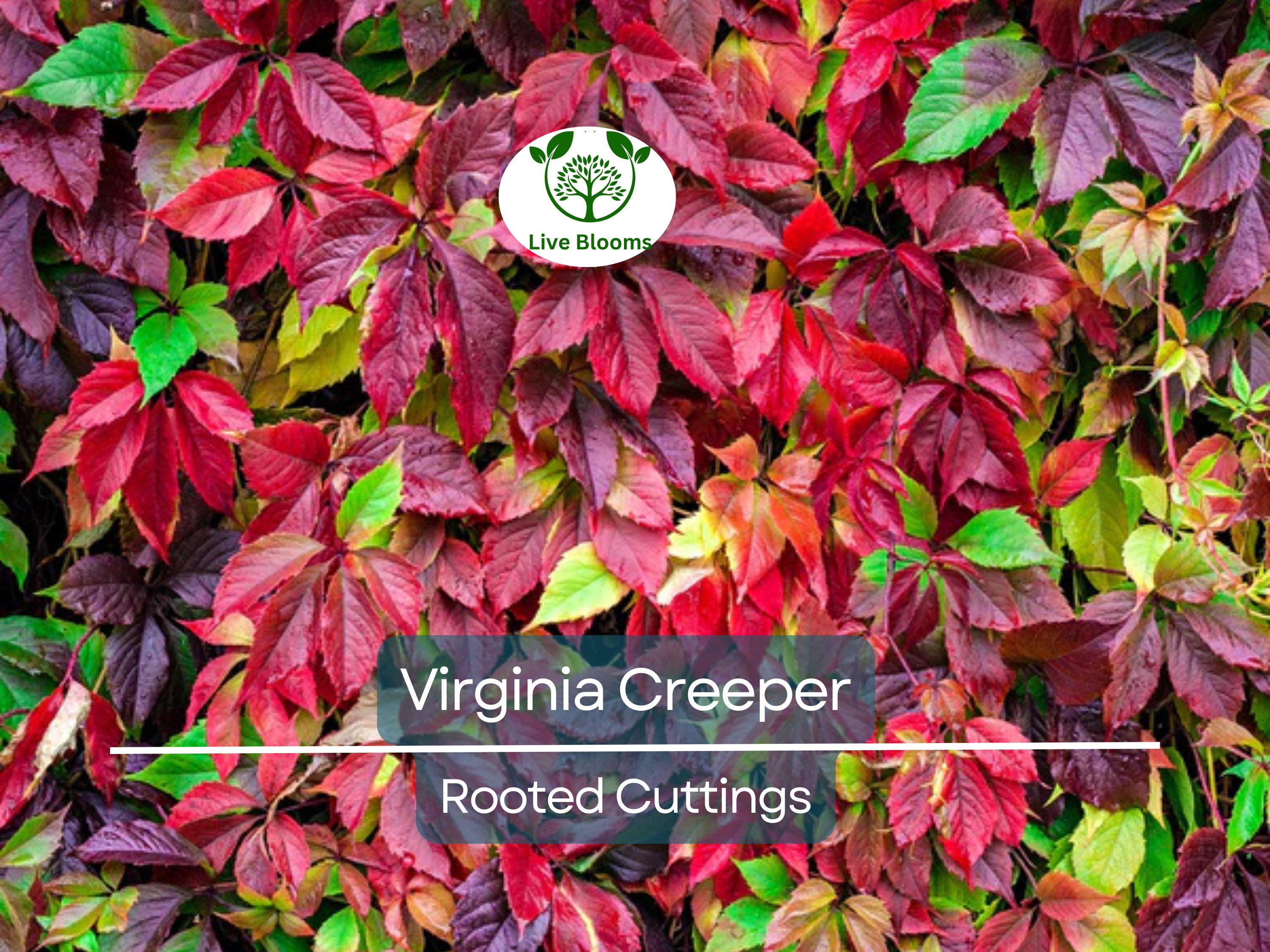Virginia Creeper Perennial Rooted Cuttings 5"-8" - Parthenocissus quinquefolia, Hardy Vine, Fast-Growing, Ground Cover, Outdoor Garden Plant