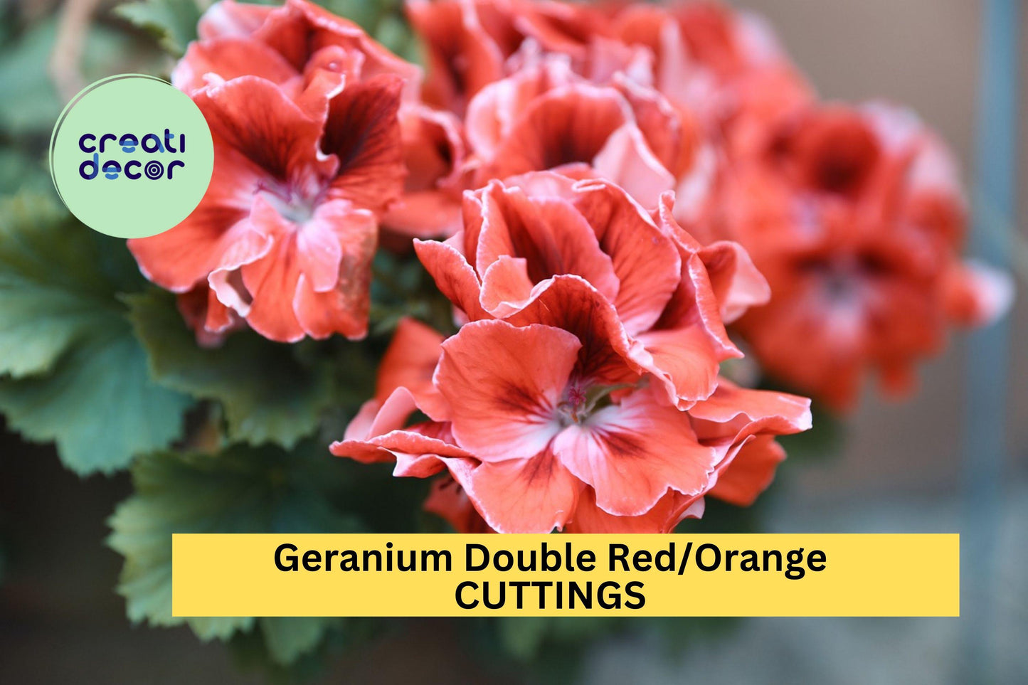 3 Double Red/Orange Geranium Cuttings – Fresh Pelargonium for Rooting, Vibrant Blooms for Pots, Borders & Containers – USA