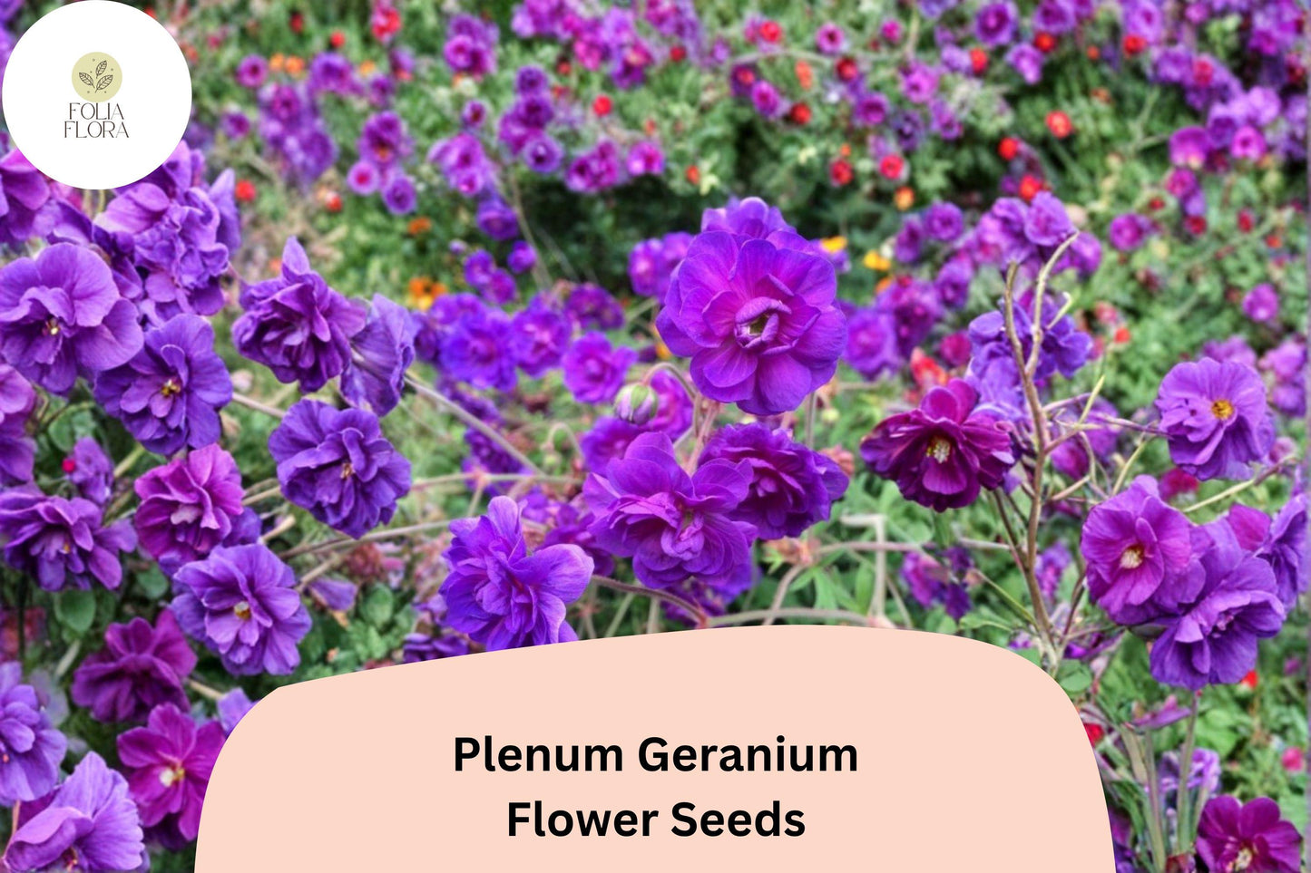 25+ Plenum Geranium Seeds | Hardy Perennial | Double Purple Blooms for Cottage Gardens & Borders