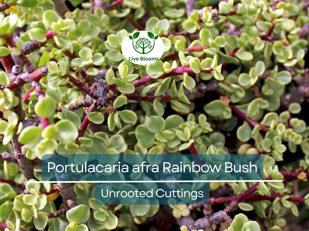 11 Elephant Bush Dwarf Jade Cuttings, Portulacaria Afra, Green/Red Stem, Unrooted 7-12", Succulent Plant for Propagation, Easy Care