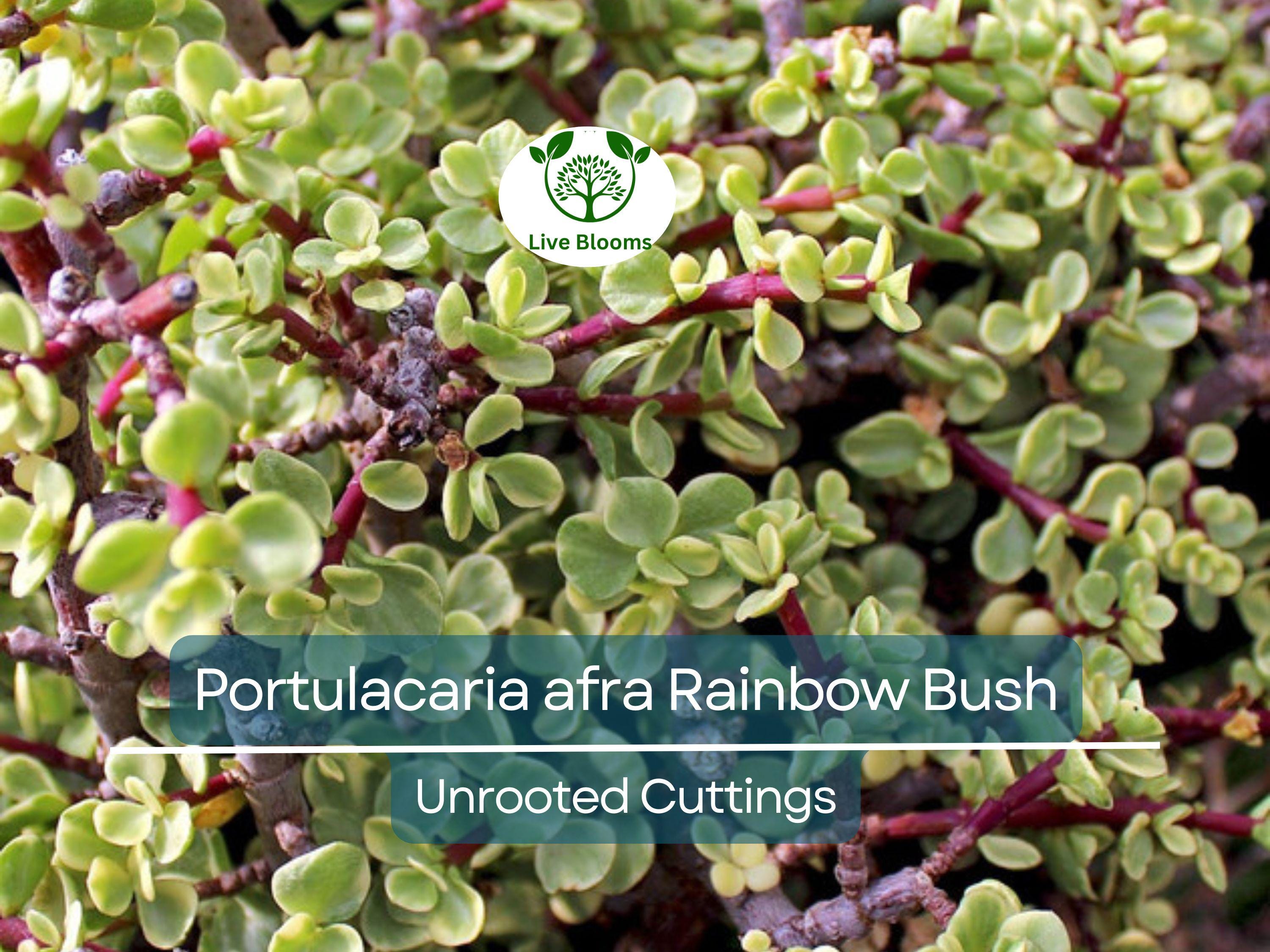 11 Elephant Bush Dwarf Jade Cuttings, Portulacaria Afra, Green/Red Stem, Unrooted 7-12", Succulent Plant for Propagation, Easy Care