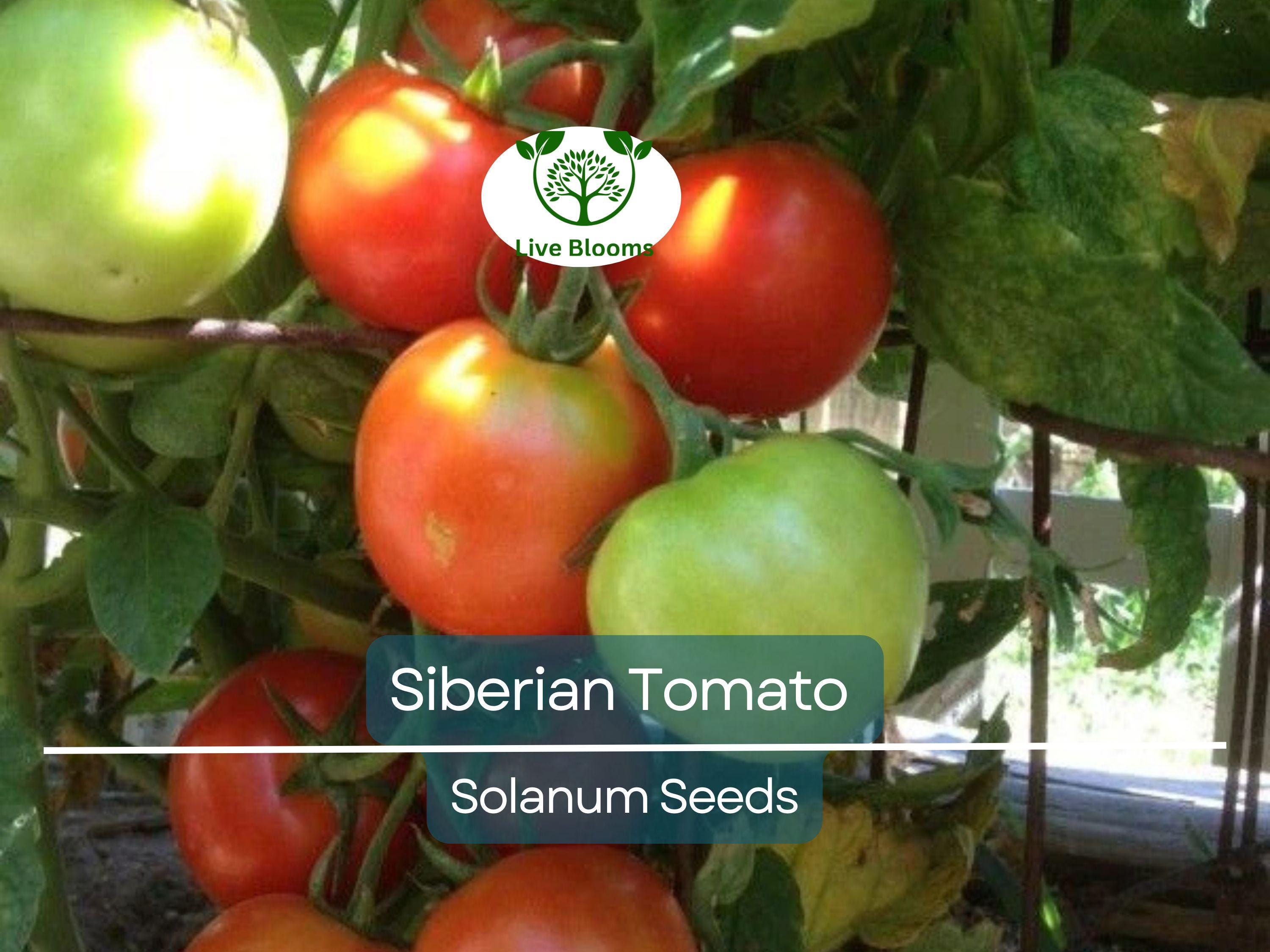50 Siberian Tomato Seeds | Dwarf Determinate | Lycopersicon esculentum | Heirloom | Cold Hardy | Early | Non-GMO | Container Friendly