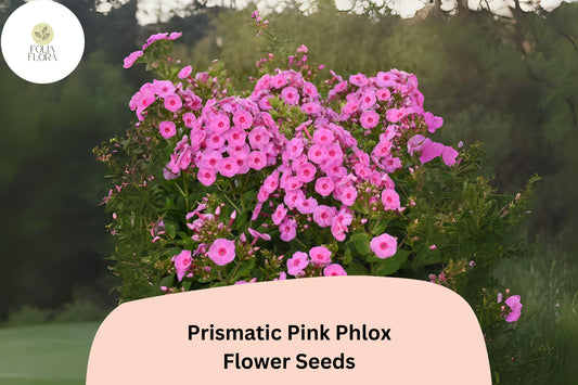 100+ Prismatic Pink Phlox Seeds – Phlox paniculata, Bright Pink Perennial Garden Flowers